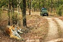 Wilderness of Madhya Pradesh - India